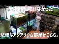 【酷い】ひた隠しにしていたアクアリウム部屋の全貌をお見せします。#808【アクアリウム】
