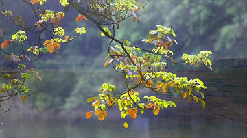 Spring's Redeeming Rain – Curtis Macdonald – New Age Pop Instrumental