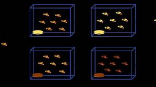 Laboratory experiments of speciation | Wikipedia audio article
