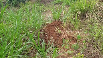 Bán vườn trái cây 5.3 sào đất đỏ, đường nhựa xã Kim Long, Châu Đức giá 4 tỷ 300 triệu