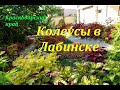 КОЛЕУСЫ в Лабинске (Краснодарский край)