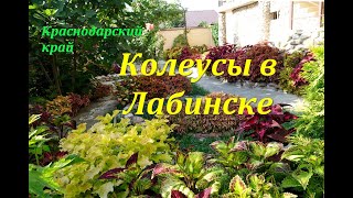 КОЛЕУСЫ в Лабинске (Краснодарский край)