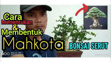 Cara mudah membuat mahkota bonsai serut  ( STREBLUS ASPER )