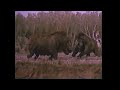 Journey to the beginning of time 1955  woolly rhinoceros screen time