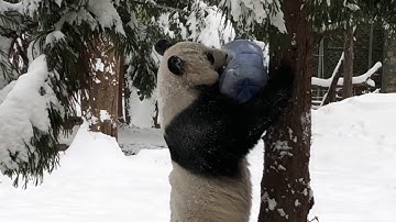 Pandas in Snow 2019