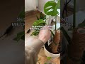 Schädlingsbekämpfung an Zimmerpflanzen leicht gemacht! 🌿 Mit Raubmilben bekämpfst du Spinnmilben,