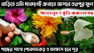 বাড়িতে এই জিনিস থাকলেই জবাতে আসবে ভরপুর ফুল| Hibiscus| Hibiscus Plant Care And Tips