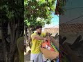 Figurinha Legend Dos Mlk