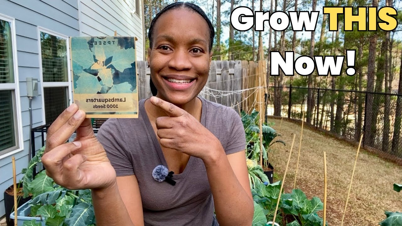 Этот незаслуженно забытый овощ может предложить гораздо больше, чем шпинат и капуста кале | Я выр...