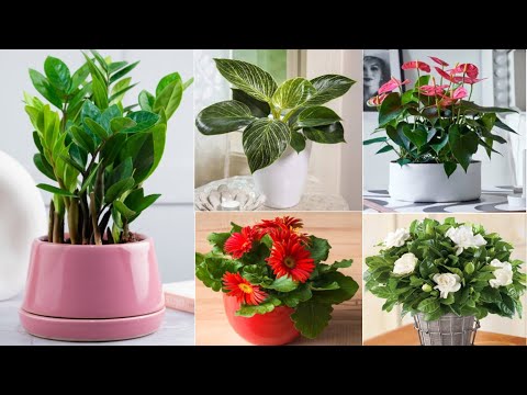 20 Indoor Flowering Plants for a Brighter Home All Year Round