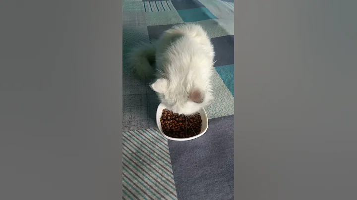 Watch the video about Feeding persian cat 😋😘 #shorts
