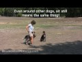 Cedar Park Dog Training - Lucy's Story Cedar Park Dog Training - Lucy's Story