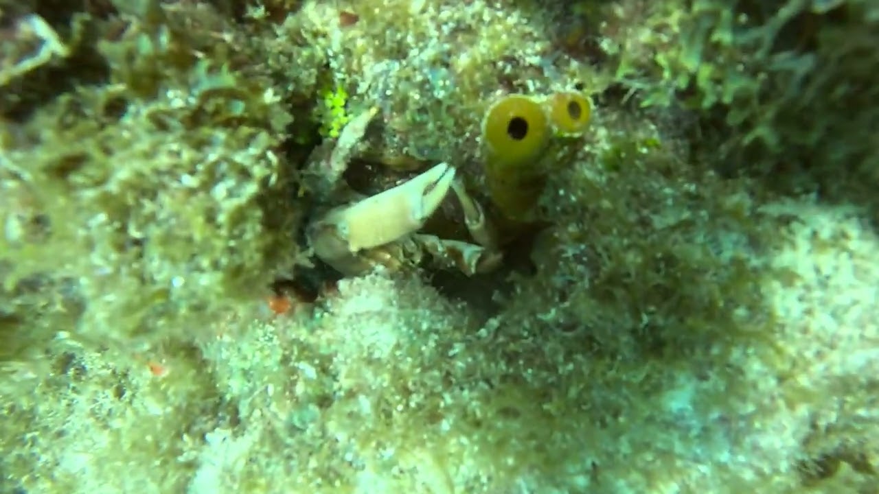 Hungry little crab Sand Key 5.27.24