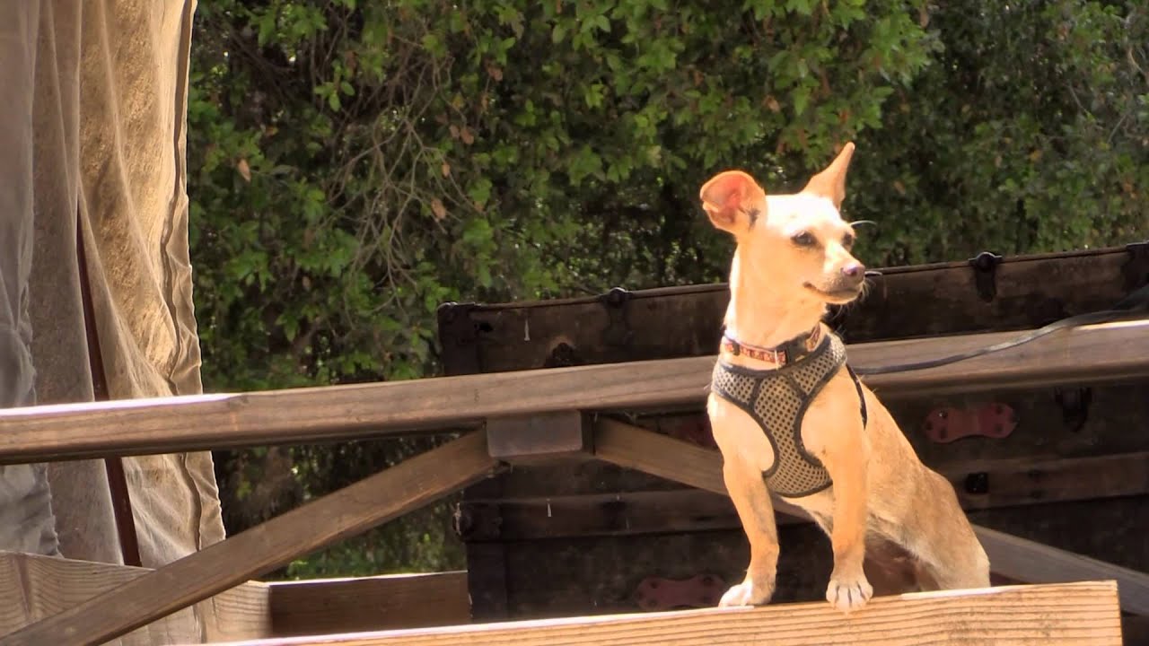 santas CARMELITA - Spin Park Play - ADOPTED