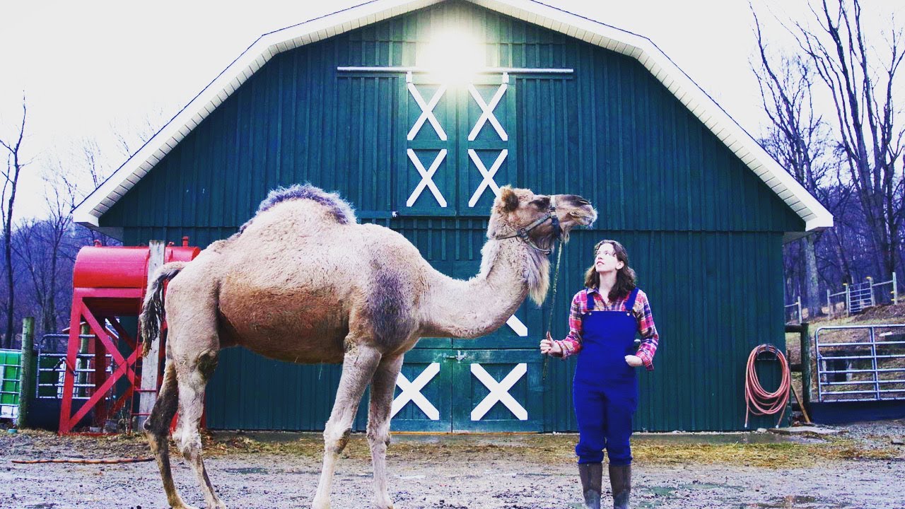 These HOMESTEADERS Just Got MILK CAMELS... WHY?