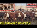 ГЕРЕФОРД ВА БЕЛОГОЛОВ БУҚАЧАЛАР КЕЛДИ