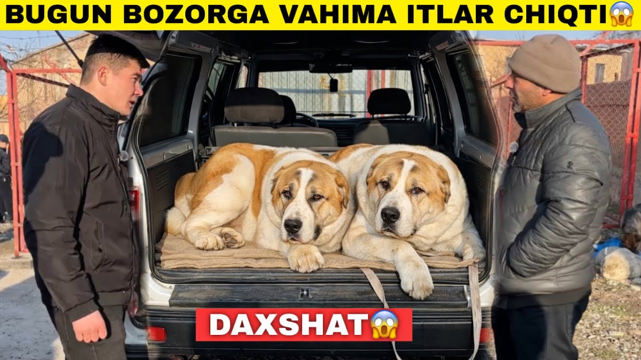 БУГУН ИТ БОЗОРИ ЗОТДОР ИТЛАРГА ТУЛДИ БОЗОР АВЖИДА!