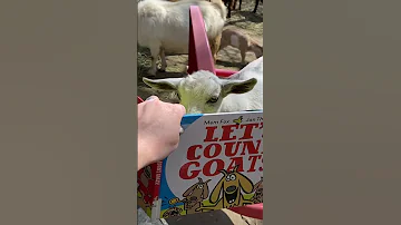 Goats Reading Book 
