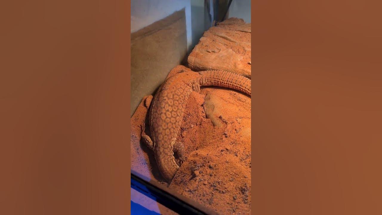 Australian Monitor Lizard Ackie she is digging away but not getting far🤣 Thanks Subscribe for