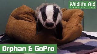 Cute Badger Cub Vs Gopro