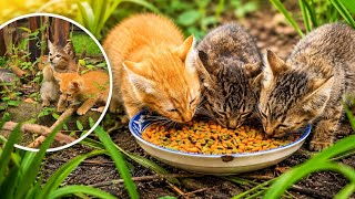 Tiny Paws, Big Joy | Cozy Moments with My Happy Kittens