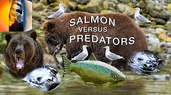 Salmon V Predators Bears Seals Gulls Ketchikan Alaska