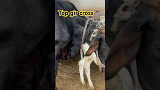 Top Gir Cross Cow Dairyvloge8514