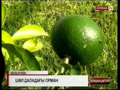 Бейне: Емен мүгі қай жерде өседі?