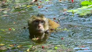 Incredible Swimming of the Monkey by Baby Monkey 424 views 2 weeks ago 2 minutes, 6 seconds