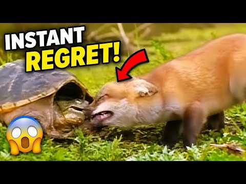 Curious Baby Fox Messes With Turtle… Instantly Regrets It 😳