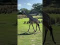 #safari #zebra #giraffe #elephant #disney #waltdisneyworld #animalkingdom