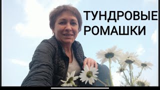 ВлогСеверный Норильск//Срочно на природу!//Краски тундры