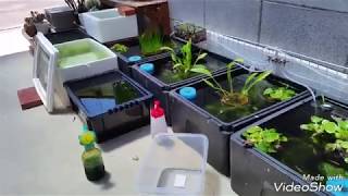 ミジンコをふやそう（生クロレラV12編）