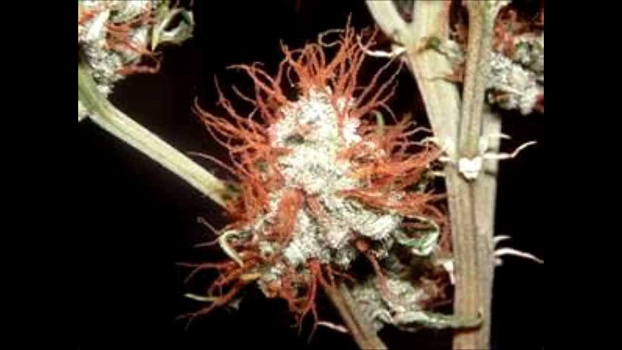 The best weed song ever "Purple Flight"