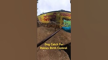 speed running dog catch #shorts #short #shortsfeed #youtubeshorts