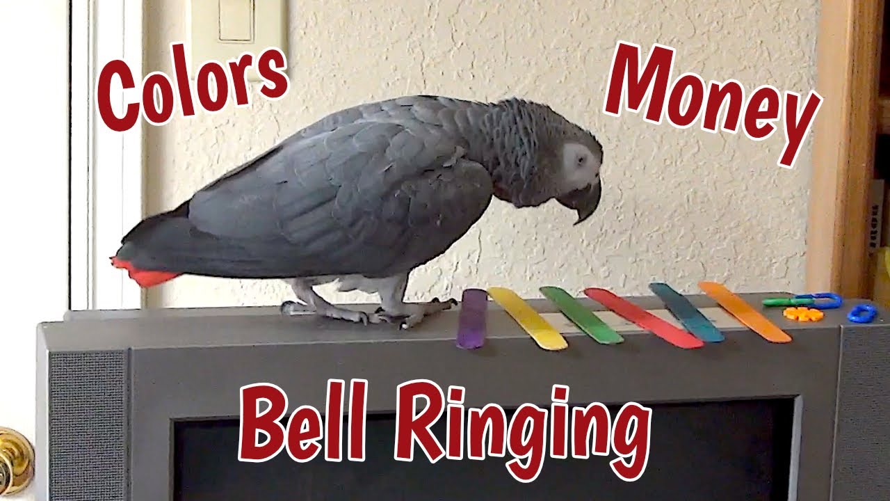 Einstein Parrot talks about Colors, Money, and Bell Ringin'