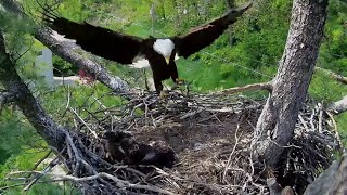 Trempealeau Eagles. Mrs T brings a small fish. Private feeding for TE2 – 05-14-2024