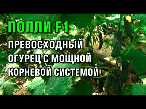 ПОЛЛИ F1 - ПРЕВОСХОДНЫЙ ОГУРЕЦ С МОЩНОЙ И СИЛЬНОЙ КОРНЕВОЙ СИСТЕМОЙ (12-04-2019) ПОЛЛИ F1 - ПРЕВОСХОДНЫЙ ОГУРЕЦ С МОЩНОЙ И СИЛЬНОЙ КОРНЕВОЙ СИСТЕМОЙ (12-04-2019)
