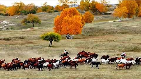 Bạn nhất định phải xem cảnh tượng ngoạn mục này . #Wulanbutong #ngựa #thaonguyen