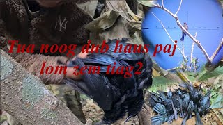 ຍິງນົກແຊວ tua noog dub hau paj #hunting 