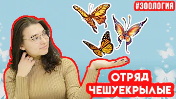 Чешуекрылые | Зоология #11 | ЕГЭ БИОЛОГИЯ