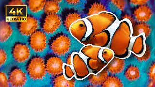 10 Minutes of Relaxing Fish Aquariums [4K] by Danny's Aquariums 5,124 views 1 year ago 10 minutes