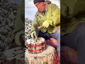 Lingzhi Cultivation Secret: Beech Wood Matrix Bundling, Hardcore Synergy of Quality &amp; Yield! 🍄
