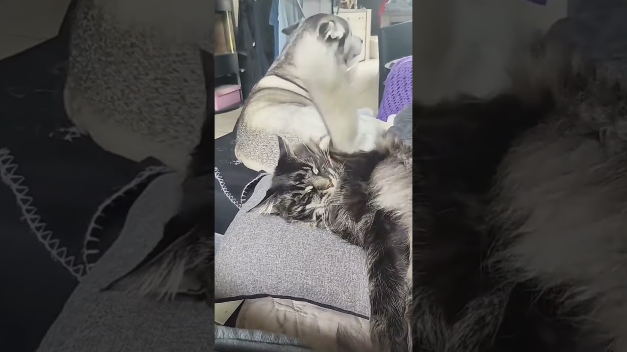 Dog Wags Tail Over Sleeping Cat's Head