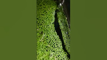 Thumbnail of Satisfying way to enjoy duckweed #shorts #satisfying #aquarium