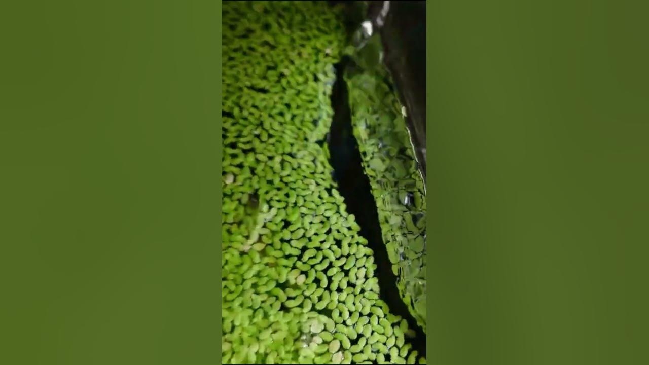 Satisfying way to enjoy duckweed #shorts #satisfying #aquarium