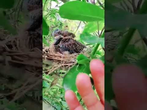 ঘুঘু পাখির বাচ্চা /ঘুঘু পাখি পালন /#bmmedia1