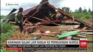 Kawanan Gajah Liar Masuk Ke Permukiman Warga | REDAKSI PAGI (04/12/21)