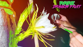 A SUA VARIEDADE DE PITAYA E AUTOESTERIL Meu metodo de teste Vou testar a varieda