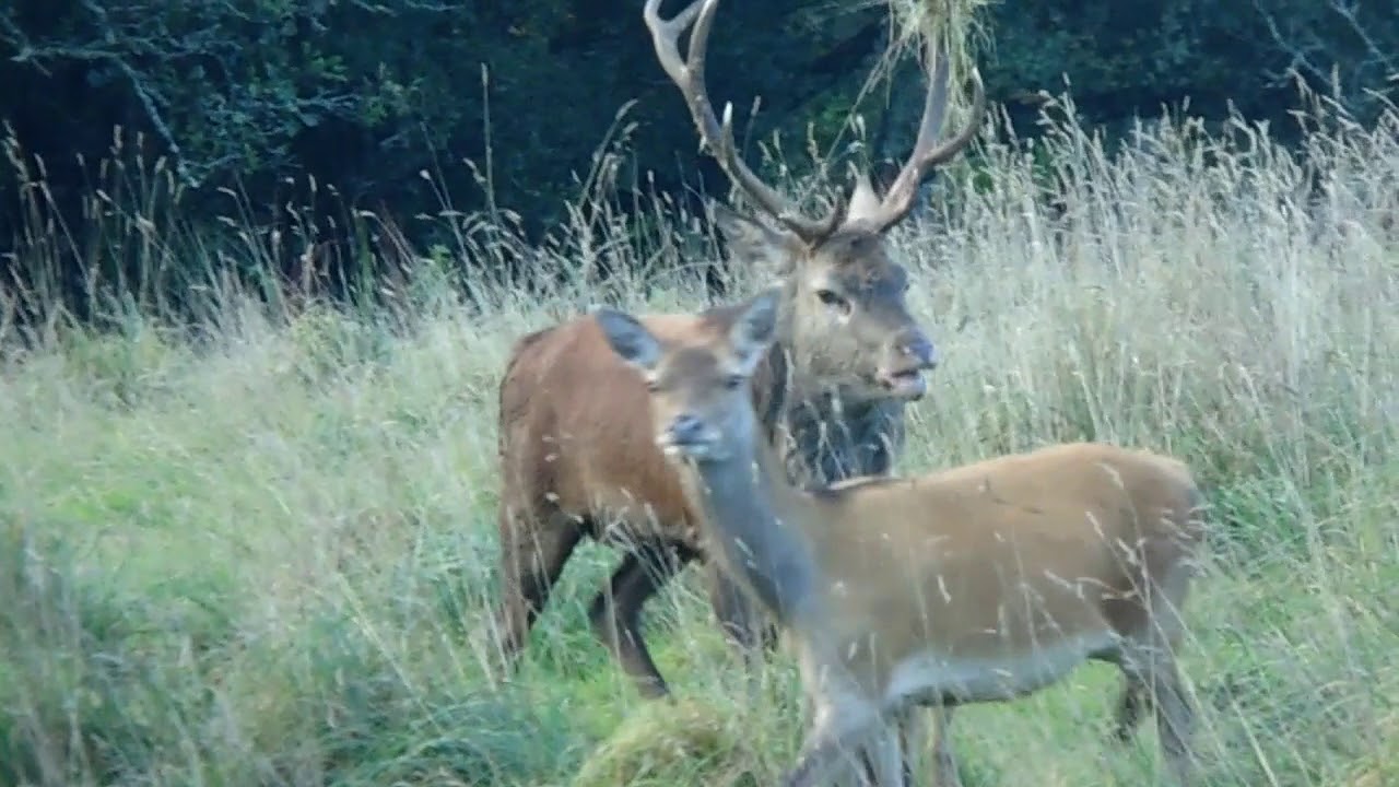 Tuan killarney 2018 Red deer Rut . - YouTube